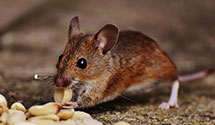 24 Hour & Emergency Exterminators in Meadville, PA